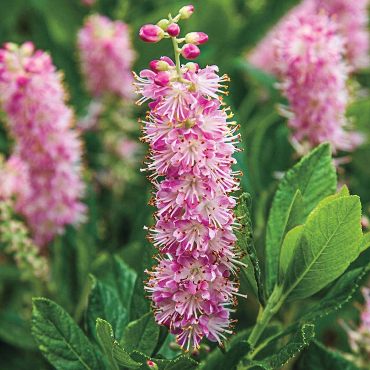 Clethra Ruby Spice.jpg